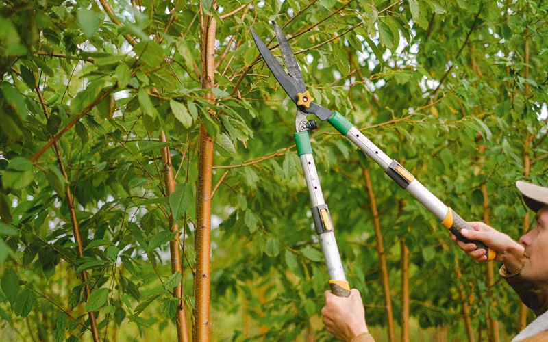 Tree trimming in Haverstraw, NY